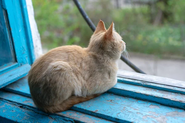 Gato Mira Desde Ventana — Foto de Stock