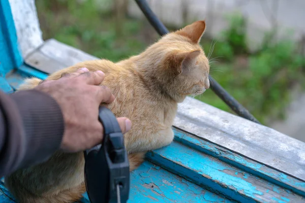 Egy Férfi Megsimogat Egy Kóbor Macskát Utcán — Stock Fotó