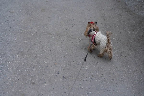 Yorkshire Terrier Geht Spazieren — Stockfoto