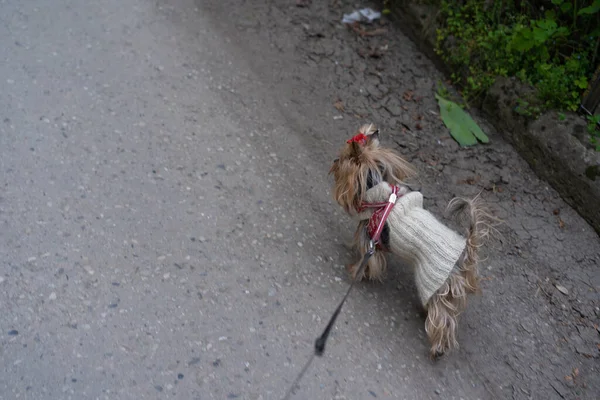 Yorkshire Terrier Πηγαίνει Για Μια Βόλτα — Φωτογραφία Αρχείου