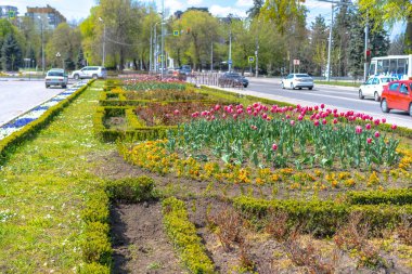 Çeşitli büyüyen çiçekleri olan şehir çiçekleri..