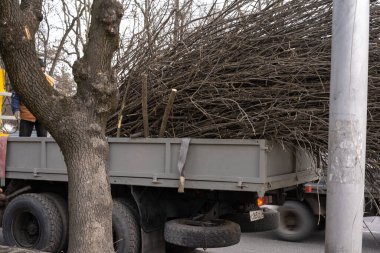 Yol boyunca ağaç dalları kesiyor.