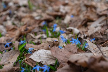 Topraktan gelen ilk mavi çiçekler