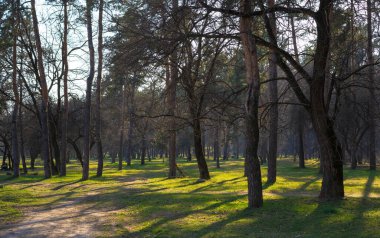 Ormandaki ağaçlar güneşli havada