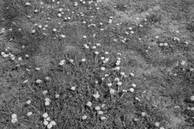 Bir karahindiba tarlasının siyah beyaz görüntüsü