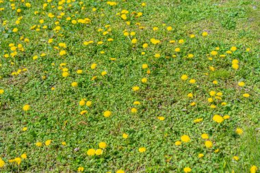 Çiçek açan Sarı Karahindiba Tarlası