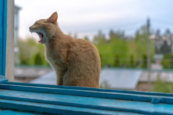 Gato Sin Hogar Bosteza Sentado Ventana — Foto de Stock