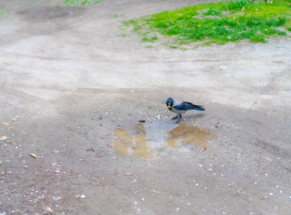 Corbeau Avec Nourriture Dans Son Bec — Photo