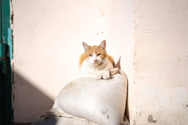 Kot Kąpie Się Słońcu — Zdjęcie stockowe