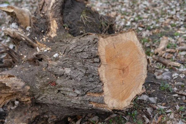 Trozo Árbol Cortado Suelo — Foto de Stock