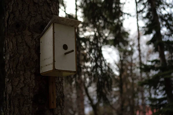 Domek Dla Ptaków Zamontowany Drzewie — Zdjęcie stockowe