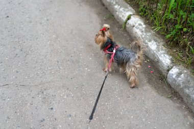 Yorkshire Teriyeri bir yürüyüş için tasmalı