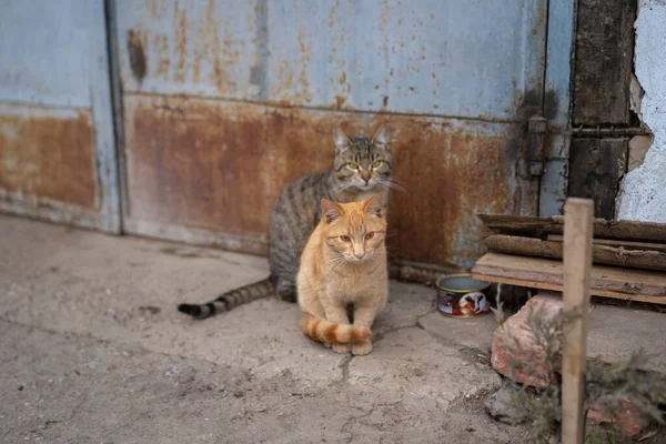 Due Gatti Sono Seduti Terra — Foto Stock