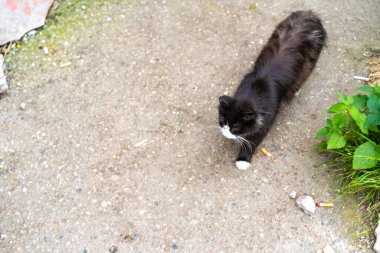 Sokakta yürüyen kedi