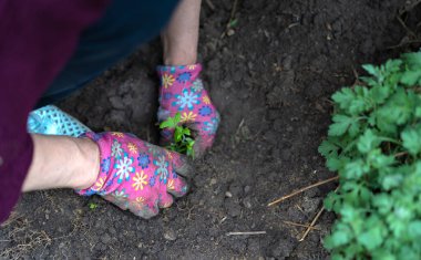 Bahçeye bitki ekiyorum.