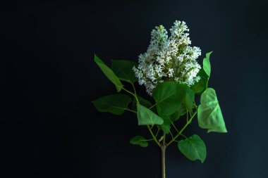 Siyah arkaplandaki leylak dalı