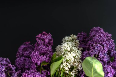 Siyah arkaplandaki leylak dalı