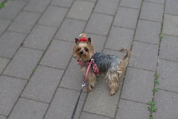 Yorkshire Terrier Der Leine Spazieren — Stockfoto