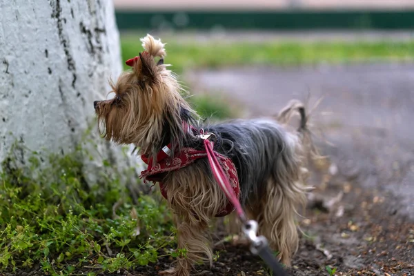 Yorkshire Terrier Λουρί Για Μια Βόλτα — Φωτογραφία Αρχείου