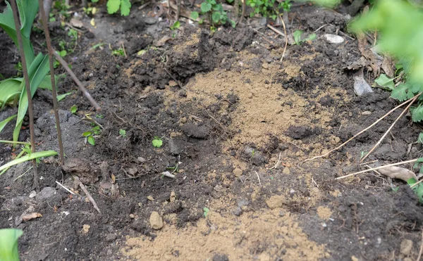 Markt Med Växter Beströdda Med Sand För Gödselmedel — Stockfoto