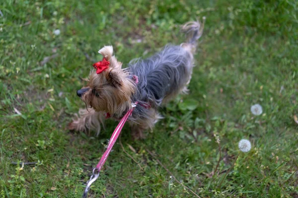 Yorkshire Terrier Λουρί Για Μια Βόλτα — Φωτογραφία Αρχείου