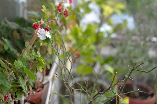 Plantas Cubiertas Maceta Con Flores —  Fotos de Stock