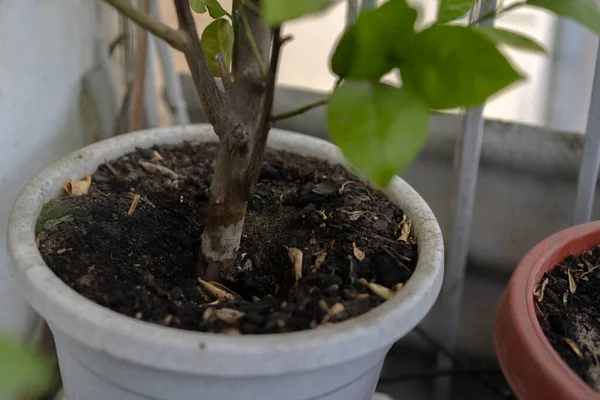 Plantas Cubiertas Maceta Con Flores — Foto de Stock