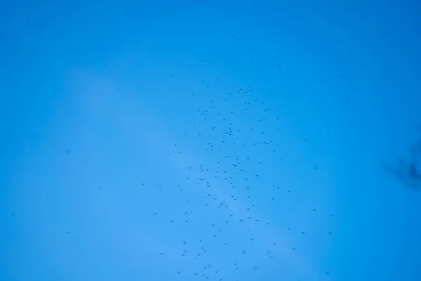 Enxame Mosquitos Voa Pelo Céu — Fotografia de Stock