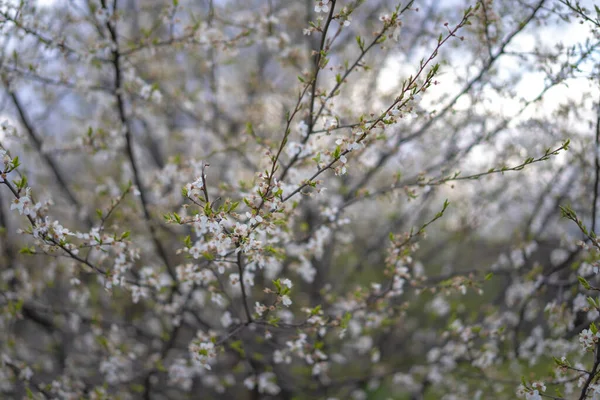 Flowering branches of cherry plum tree