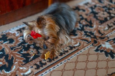 Köpek evde kurabiye yiyor.