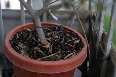 Kapalı alanda çiçekli saksılar.