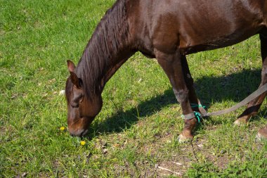 At arka planda duruyor