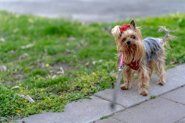 Yorkshire Terrier Passeio Uma Coleira — Fotografia de Stock