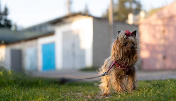 Yorkshire Terrier Laisse — Photo