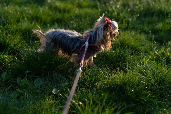 Yorkshire Terrier Passeio Uma Coleira — Fotografia de Stock