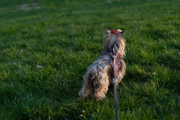 Yorkshire Terrier Passeio Uma Coleira — Fotografia de Stock