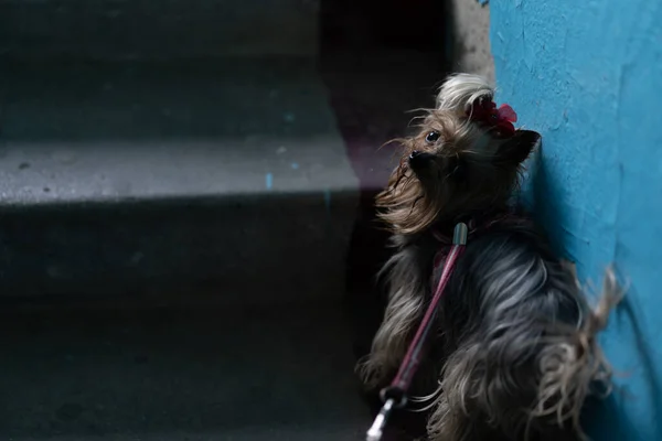 Hund Der Leine Geht Spazieren — Stockfoto