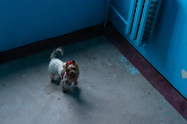 Cão Uma Trela Vai Para Passeio — Fotografia de Stock