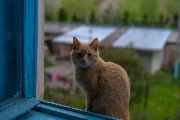 Sin Hogar Jengibre Gato Sentado Solo — Foto de Stock