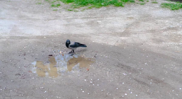 Corbeau Avec Nourriture Dans Son Bec — Photo