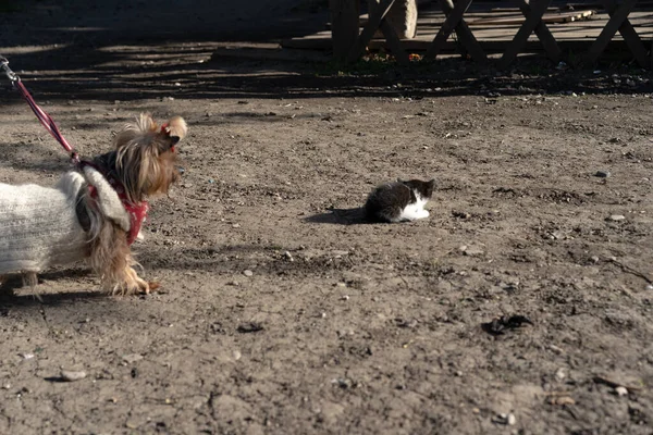 Kätzchen Und Hund Auf Der Straße — Stockfoto