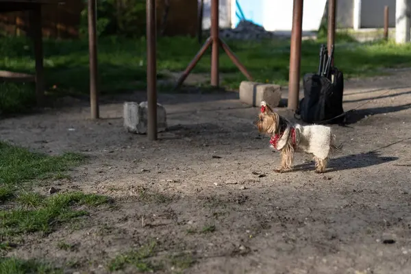 Yorkshire Terrier Está Paseo — Foto de Stock