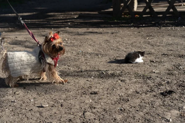 Kätzchen Und Hund Auf Der Straße — Stockfoto