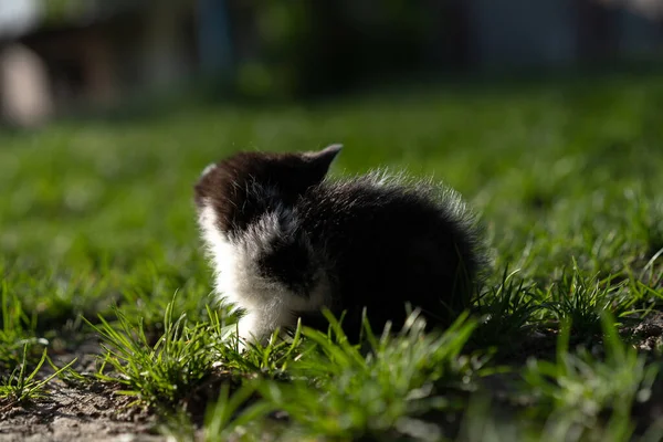 Pequeno Gatinho Sozinho Rua — Fotografia de Stock