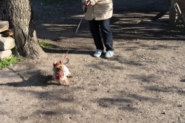 Yorkshire Teriyeri yürüyüşe çıktı.