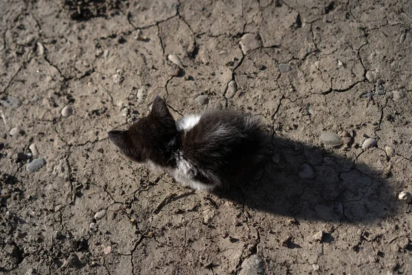 Kleines Kätzchen Allein Auf Der Straße — Stockfoto
