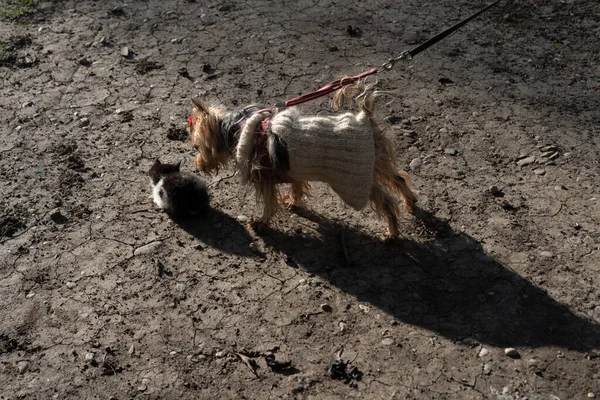 Gattino Cane Strada — Foto Stock