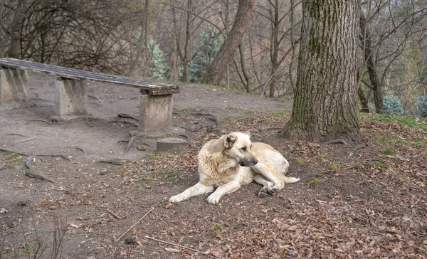 Großer Hund Liegt Park — Stockfoto