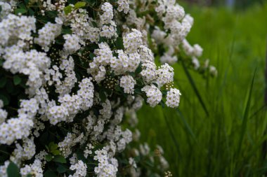 Çiçekli çalıların küçük beyaz çiçekleri