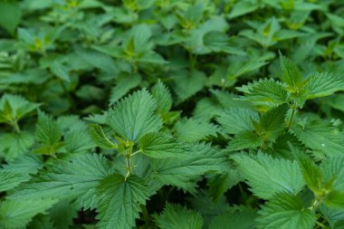 Toprakta büyüyen ısırgan otu